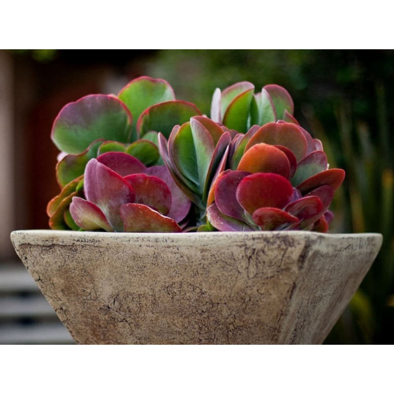 Kalanchoe Thyrsiflora Fröer | 3,25 €