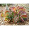 Kalanchoe - Kalanhoa Seme (Kalanchoe thyrsiflora) | 3,25 €