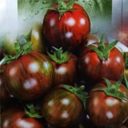 Black Vernissage Tomato Seeds Seeds Gallery - 6