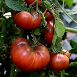 شيروكي بذور الطماطم الأرجواني Seeds Gallery - 3