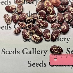 Semillas de habas gigantes de Navidad Lima Seeds Gallery - 3