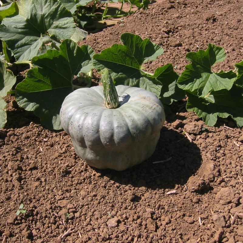 Σπόροι κολοκύθας Queensland Blue | 1,75 €