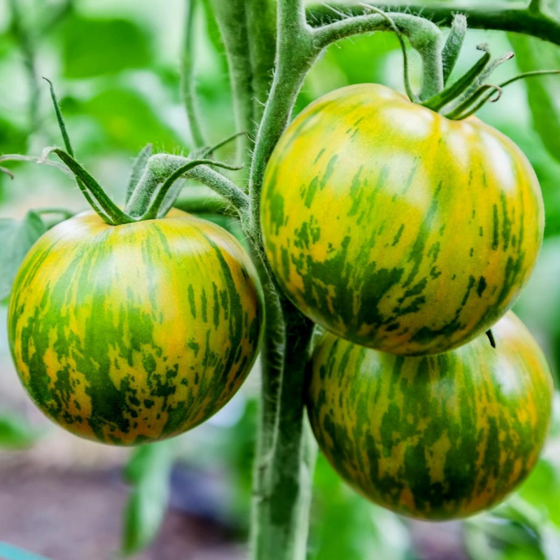 Tomato Green Zebra Seeds Seeds Gallery - 2