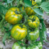 Tomato Green Zebra Seeds Seeds Gallery - 3