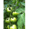 Tomato Green Zebra Seeds Seeds Gallery - 4