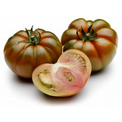 Costoluto Pachino - Sic. Heirloom Tomato Seeds Seeds Gallery - 5