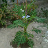 Litchi Tomatensamen - Lulita (Solanum sisymbriifolium) Seeds Gallery - 8