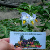 Litchi Tomatensamen - Lulita (Solanum sisymbriifolium) Seeds Gallery - 9