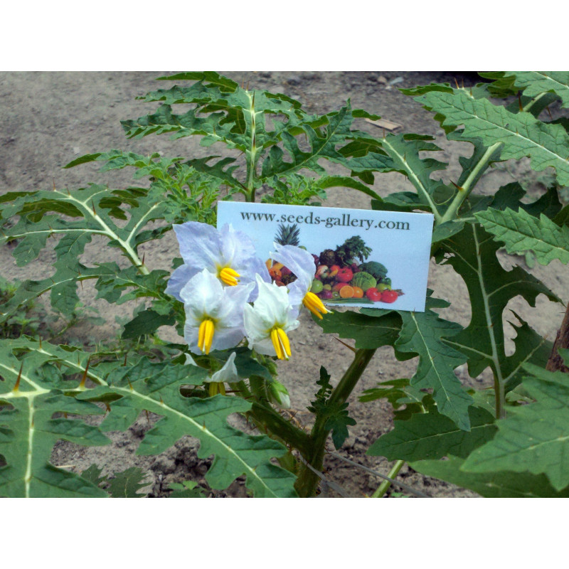 Litchi Tomatensamen - Lulita (Solanum sisymbriifolium) Seeds Gallery - 10