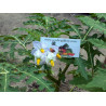 Litchi Tomatensamen - Lulita (Solanum sisymbriifolium) Seeds Gallery - 10