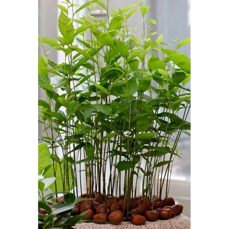 Edelkastanie - Esskastanie Samen (Castanea sativa) | 2,50 €