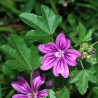 Common Mallow Seeds (Malva sylvestris mauritanica) | €1.85