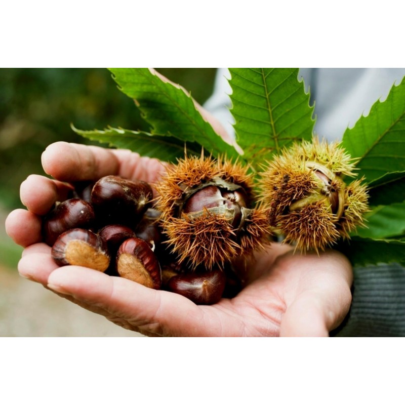 Edelkastanie - Esskastanie Samen (Castanea sativa) | 2,50 €