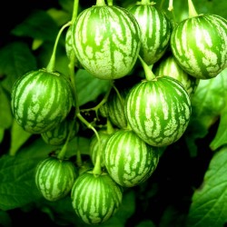 Yabani Pepino - Tzimbalo tohumları (Solanum caripense)  - 5
