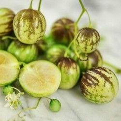 Yabani Pepino - Tzimbalo tohumları (Solanum caripense)  - 3