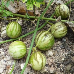 Yabani Pepino - Tzimbalo tohumları (Solanum caripense)  - 4