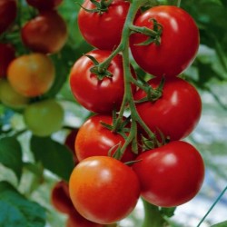 Macar domates tohumları Kecskemeti (Mobil)  - 1