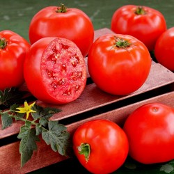 Yüksek Kaliteli hibrid domates tohumları Lider F1  - 3