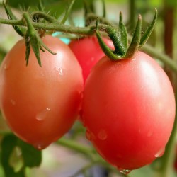 Otantik Tayland domates tohumları Sida  - 4