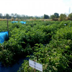 Otantik Tayland domates tohumları Sida  - 1