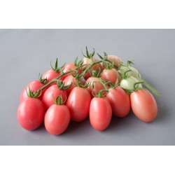 Otantik Tayland domates tohumları Sida  - 2