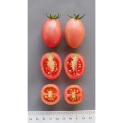 Otantik Tayland domates tohumları Sida  - 3