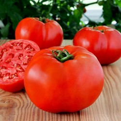 Yüksek Kaliteli hibrid domates tohumları Profit F1  - 2