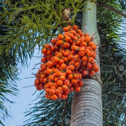 Areca Palmiye, Areca Fındık Palm tohumlar  - 2