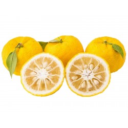 Yuzu Seme Japanski citrus -20 ° C (Citrus junos)  - 2