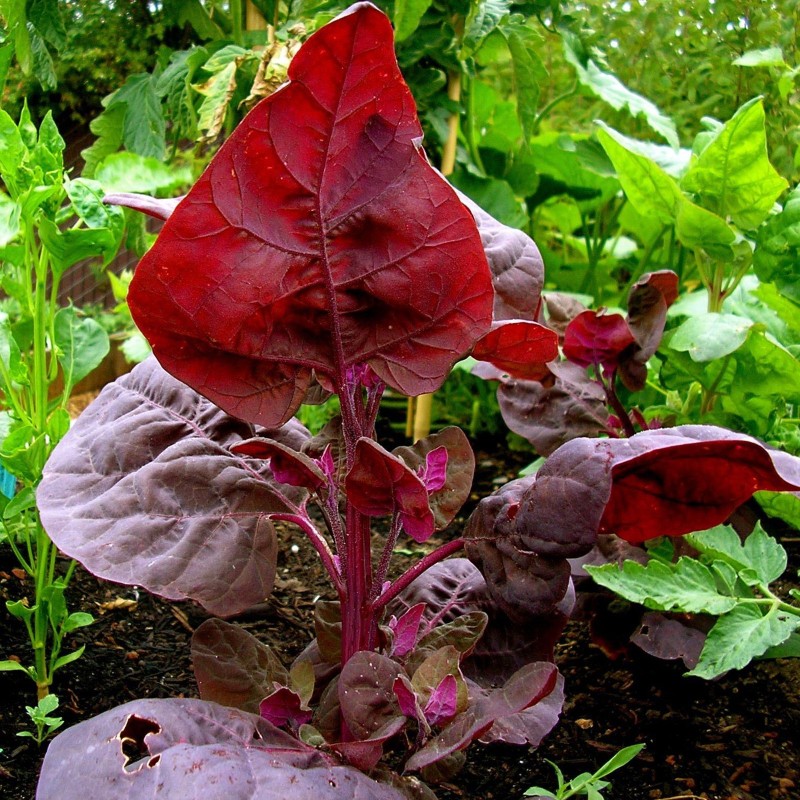 Seme Amaranta Red Garnet (Amaranthus tricolor) | 1,85 €