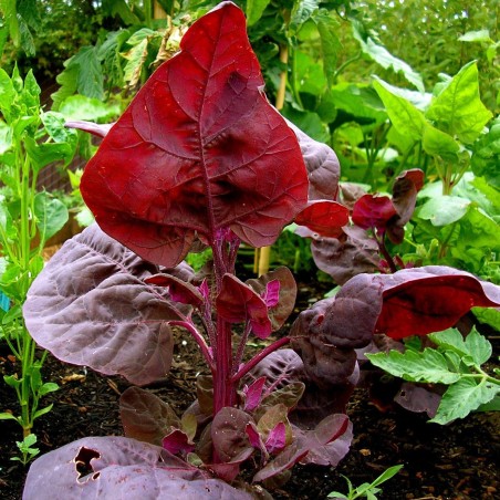 Seme Amaranta Red Garnet (Amaranthus tricolor) | 1,85 €