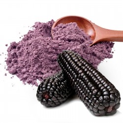 Purple Corn  Seeds - Maíz Morado "Kculli" Seeds Gallery - 6