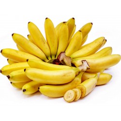 بذور الموز البري - موسى بالبسيانا  - 6