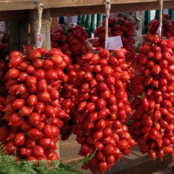 برينسيز بورغس بذور الطماطم  - 2