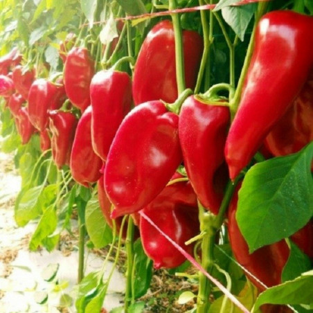Moravska Kapija Big Sweet Pepper Seeds (Morava Gate) | 1,95 €