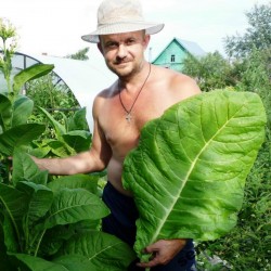 Rus Tütün Tohumları Trapez  - 2