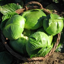 Varazdin cabbage seeds  - 3