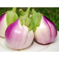 Aubergine – Eggplant Seeds “Rosa Bianca“ Seeds Gallery - 3