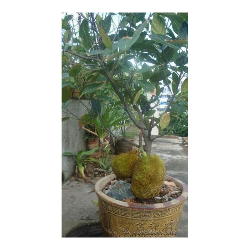 Durian seeds (Durio zibethinus)  - 1