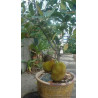 Durian seeds (Durio zibethinus)  - 1
