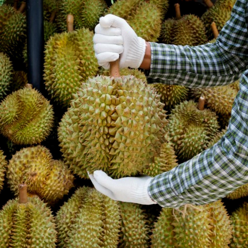 Durian seeds (Durio zibethinus)  - 3
