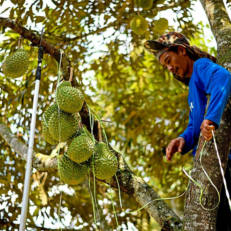Durian seeds (Durio zibethinus)  - 4