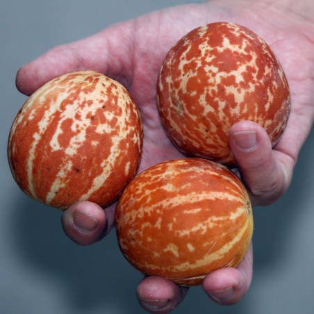 Graines le melon Dudaim - melon de la reine Anne | 2,70 €