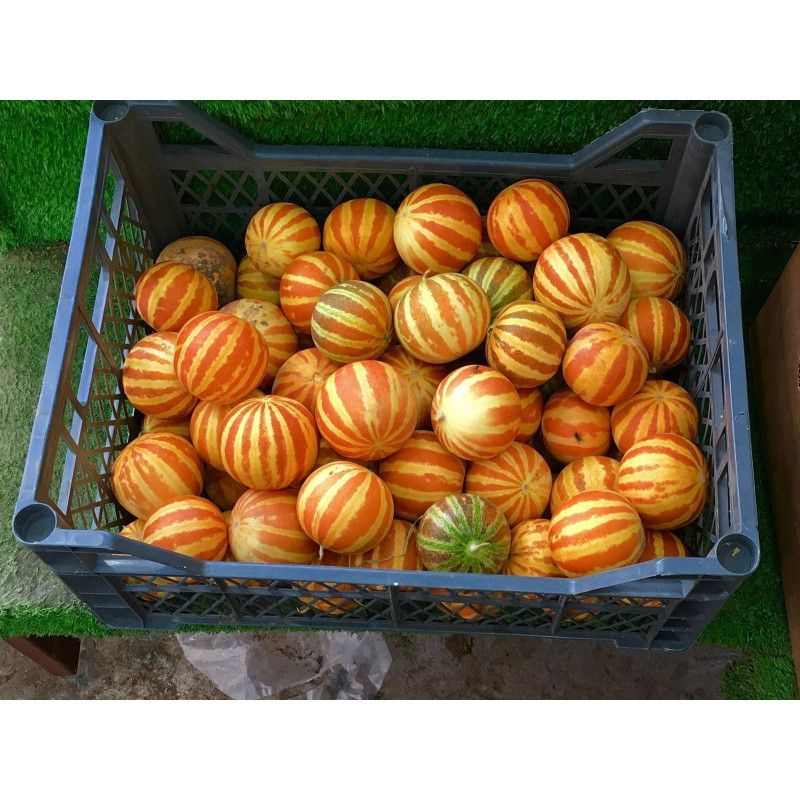 Graines le melon Dudaim - melon de la reine Anne | 2,70 €