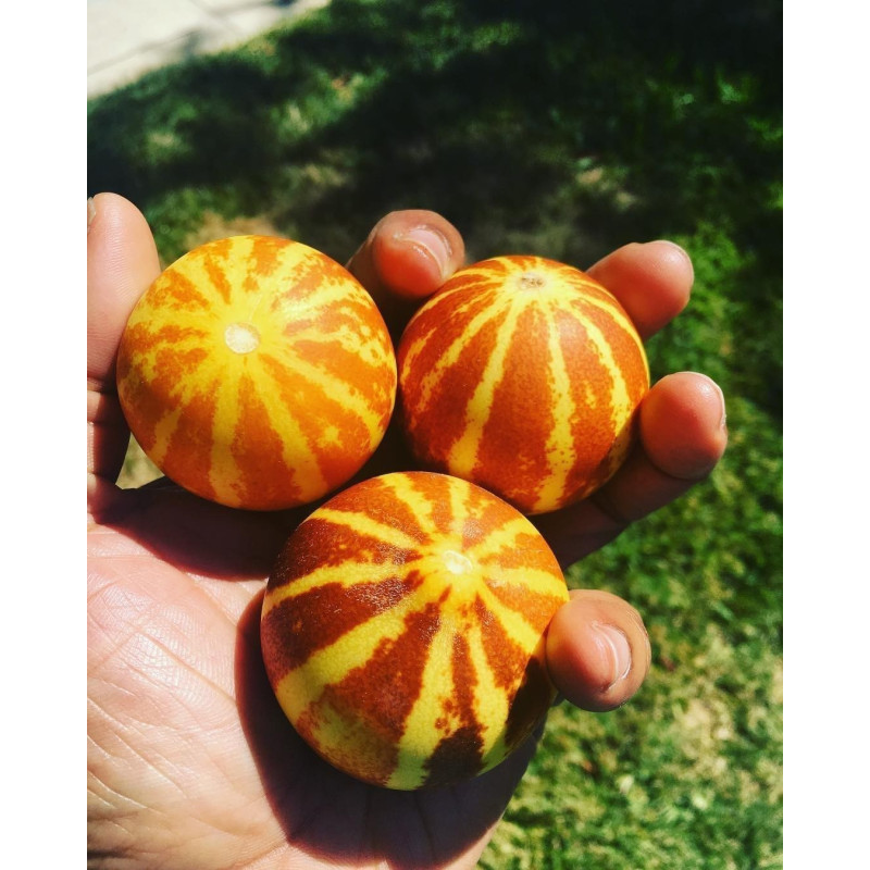 Graines le melon Dudaim - melon de la reine Anne | 2,70 €