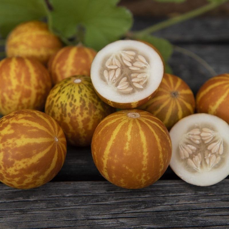 Graines le melon Dudaim - melon de la reine Anne | 2,70 €