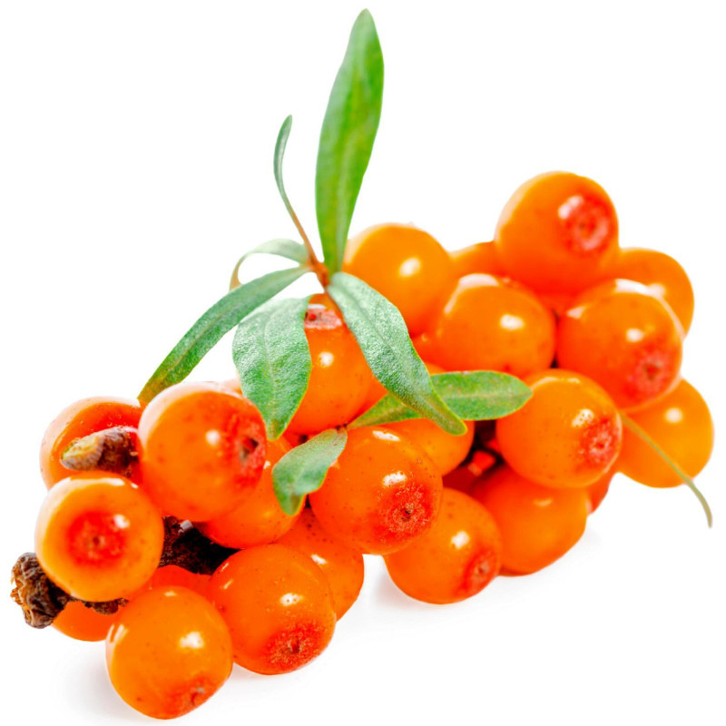 Havtorn Frön (Hippophae rhamnoides) | 1,85 €