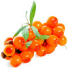 Havtorn Frön (Hippophae rhamnoides) | 1,85 €