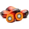 Sementes de PALMEIRA-DE-ÓLEO-AFRICANA (Elaeis guineensis) | 4,95 €