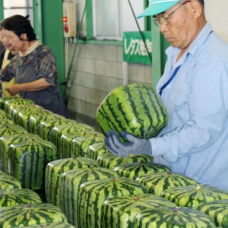 Semi di Anguria quadrata | 3,00 €